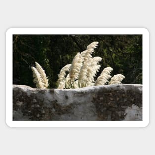 Flowering Pampas Grass Plumes Garden Wall Sticker